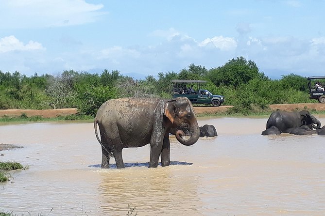 Private 2-Day Trip To Mirissa Beach And Yala From Colombo - Why This Two-Day Route Works (Even If You’re Short on Time)