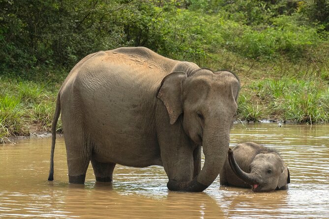 Private 7-Day Tour around Sri Lanka - Ella and Yala: Tea Highlands, Then Leopard-Spotting Country