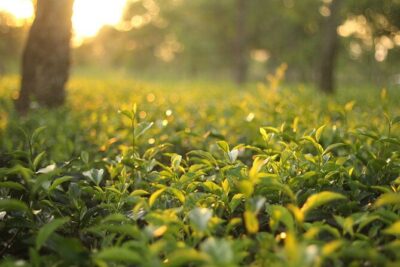 Private Car Hire with Driver-Guide for 20 Days Round Tour - Driver-guide as your moving classroom (and why names matter)