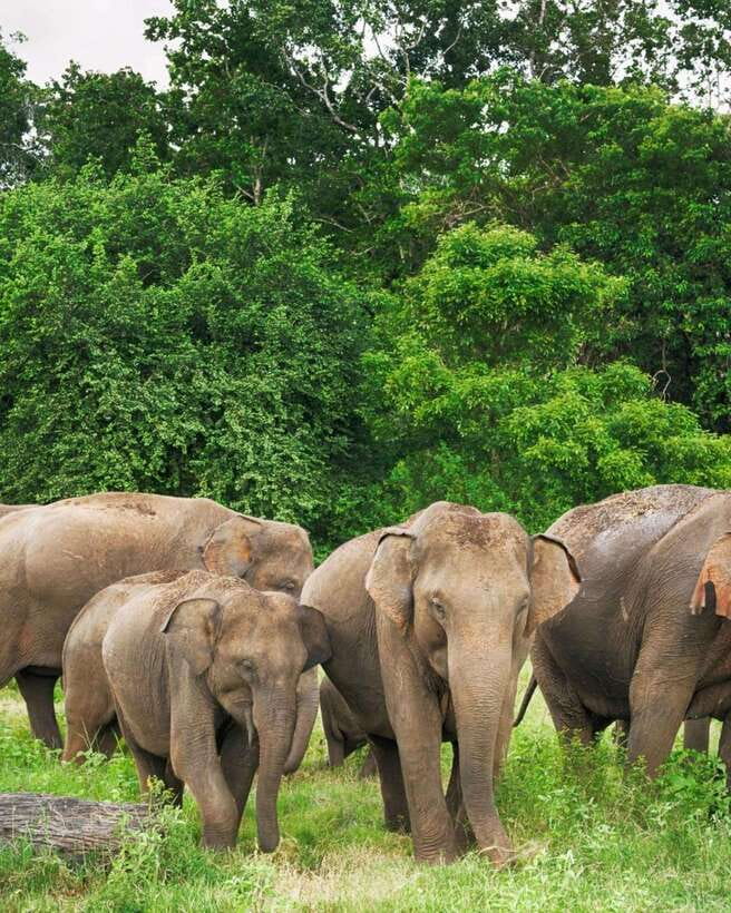 Private Day Tour Dambulla Sigiriya Village Tour - Key points before you go