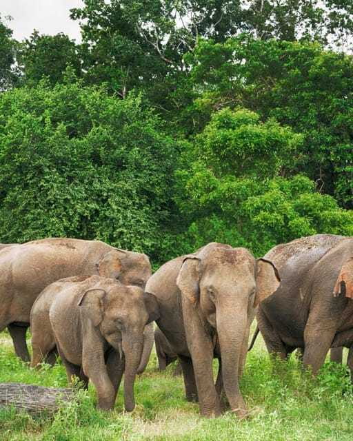 Private Day Tour Dambulla Sigiriya Village Tour - Optional elephant safari: timing, parks, and what to watch for