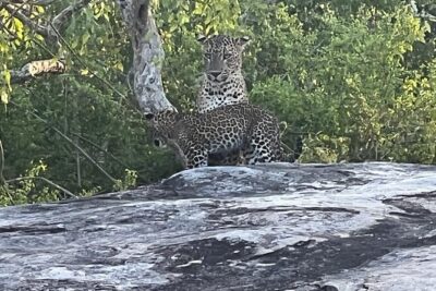 Private Day Tour in Yala National Park with Lunch - Inside Yala: park size, 5 blocks, and habitats that explain animal behavior
