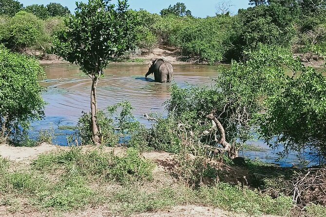 Private Day Tour in Yala National Park with Lunch - Pickup and drop-off from Colombo: the value of not managing connections