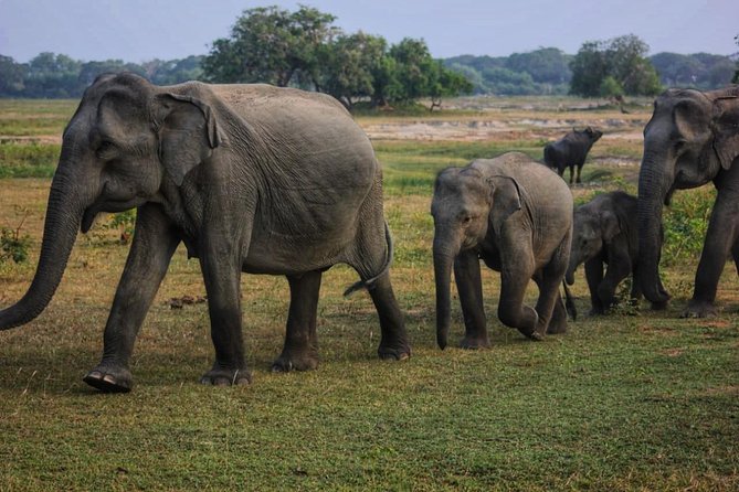 Private Day Tour: Yala National Park Safari Tour from Galle & Weligama - Why start at 4:00 am for Yala?