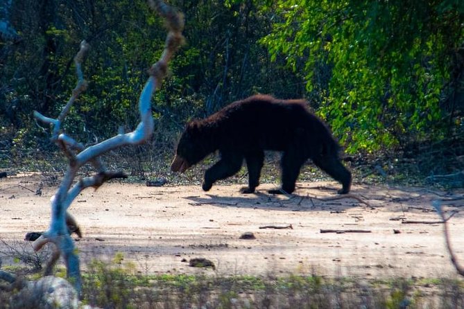 Private Day Tour: Yala National Park Safari Tour from Galle & Weligama - Included goodies that quietly raise the comfort level