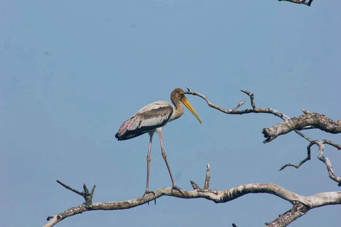 Private Day Tour: Yala National Park Safari Tour from Galle & Weligama - Price and value: when $290 per person works