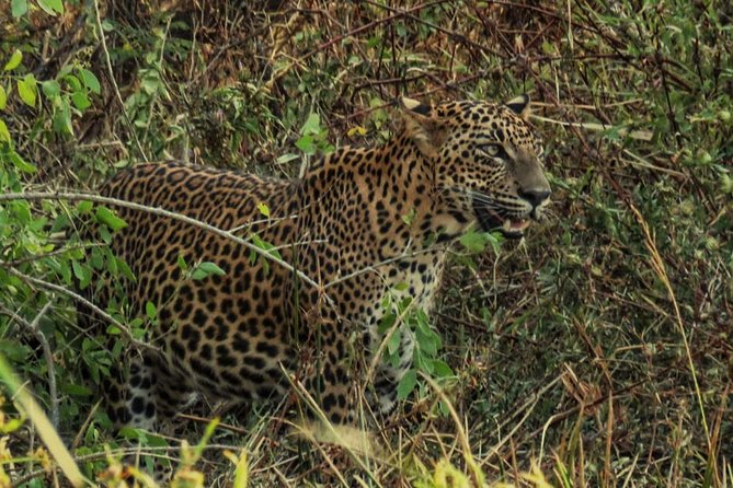 Private Day Tour: Yala National Park Safari Tour from Galle & Weligama - The 5-hour Yala safari jeep ride: what you’re really buying