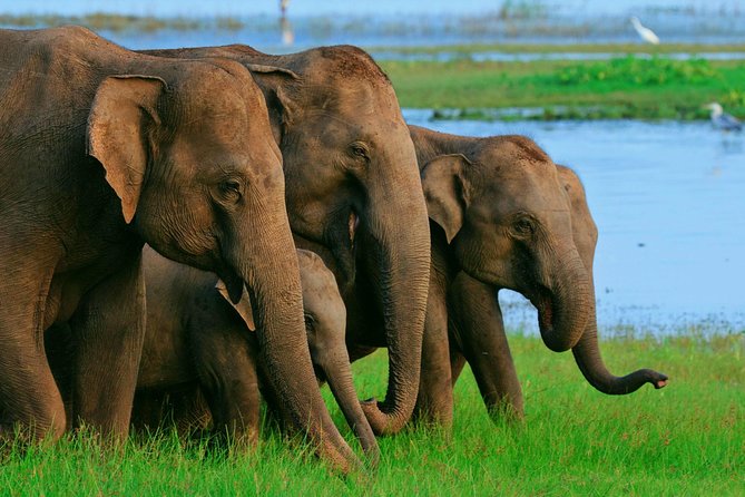 Private Day Trip to Sigiriya, cave and National park Safari Tour - A one-day route that hits Sri Lanka’s big highlights
