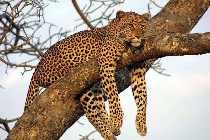 Private Day Trip to Yala National Park from Colombo - A Long, Private Ride From Colombo That Still Feels Efficient
