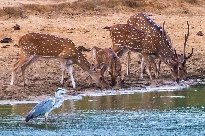 Private Day Trip to Yala National Park from Colombo - A Real-World Quality Signal: Guide Style and Wildlife Spotting