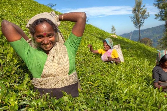 Private Full Day Tour to Nuwara Eliya from Kandy - Key highlights you will actually feel