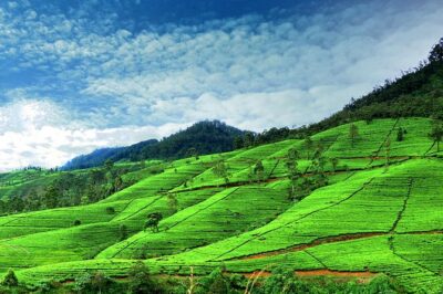 Private Full Day Tour to Nuwara Eliya from Kandy - Tea plantations and the free tea factory visit with samples