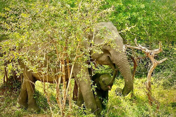 Private Full Day Udawalawe Safari Trip with Lunch - Lunch and Water: Keeping Your Energy Steady