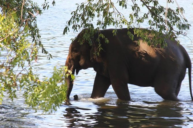 Private Half Day Safari in Udawalawe National Park - Udawalawe National Park in 3 hours: what a half-day safari really delivers