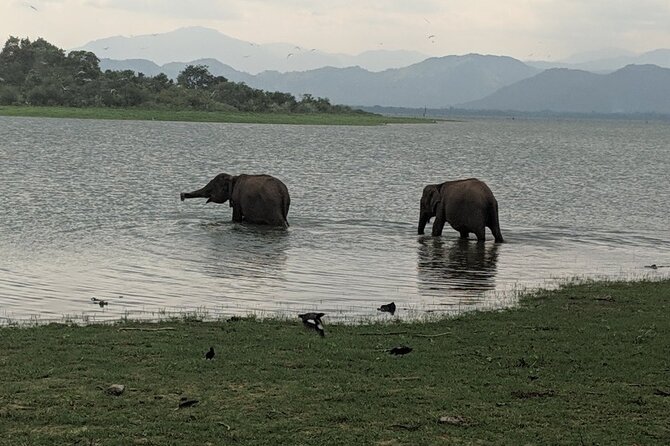 Private Half Day Safari in Udawalawe National Park - The private jeep setup: why your driver/tracker matters