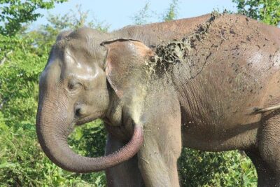 Private Half Day Safari in Udawalawe National Park - What you’re likely to see: elephants first, then the rest of the web