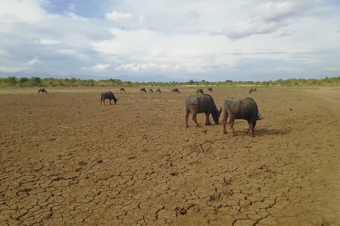 Private Half Day Safari in Udawalawe National Park - Should you book Private Half Day Safari in Udawalawe?