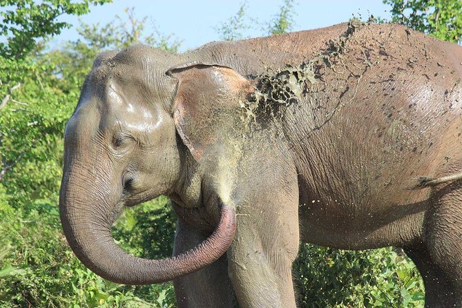 Private Half Day Safari in Udawalawe National Park - What you’re likely to see: elephants first, then the rest of the web