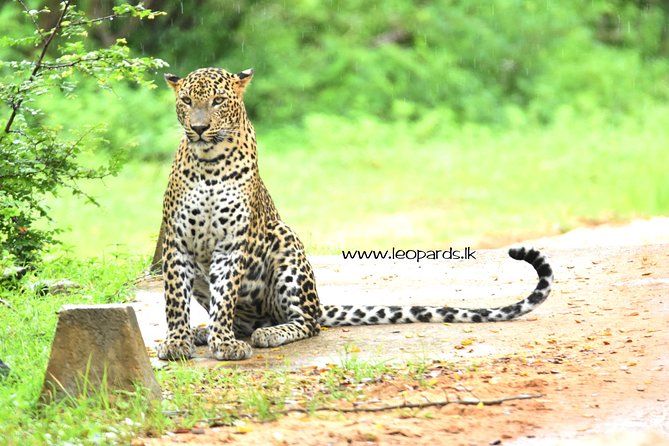 Private Half Day Safari Tour to Yala NP From Tangalle and Drop Back - The 5 AM departure and the Toyota Hilux jeep
