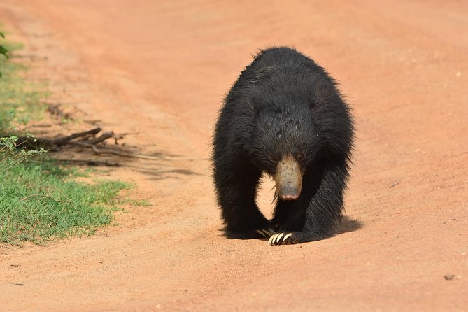 Private Half Day Safari Tour to Yala NP From Tangalle and Drop Back - The “routing” stops: Hambantota, Tangalle, Rekawa, Ranna