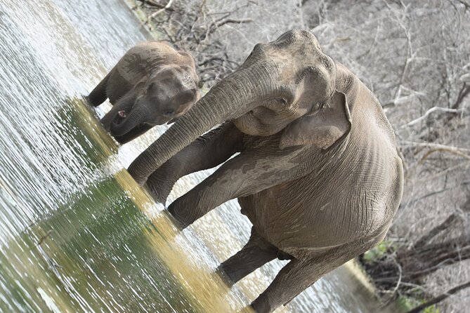 Private Half Day Safari Tour to Yala NP From Tangalle and Drop Back - Lunch inside Yala (12:00–14:00): a break without losing the day