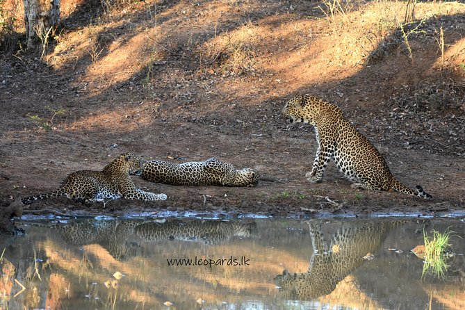 Private Half Day Safari Tour to Yala NP From Tangalle and Drop Back - Leaving the park around 5 PM: managing light and energy