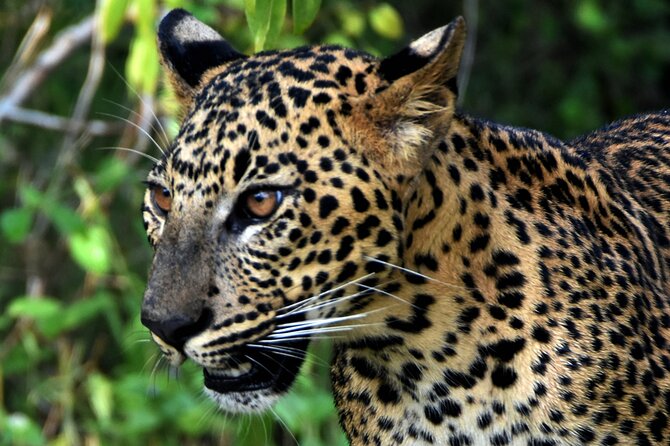 Private Half Day Safari Tour to Yala NP From Tangalle and Drop Back - Price and value: is $200 per person fair here?