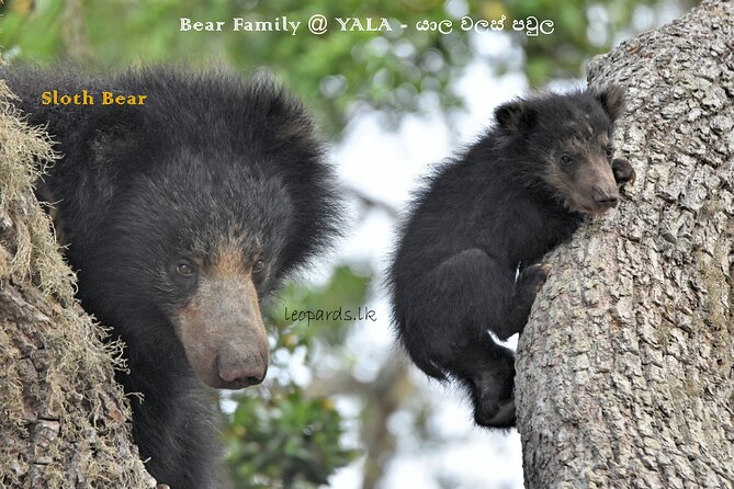 Private Half Day Safari Tour to Yala NP From Tangalle and Drop Back - Guide style matters: Prasana, Ishan, and the animal-respect vibe