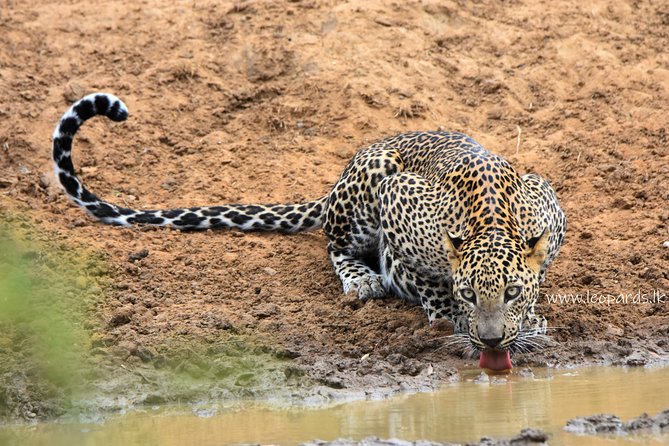 Private Half Day Safari Tour to Yala NP From Tangalle and Drop Back - Game drive focus: leopard, sloth bear, and elephants (and reality checks)