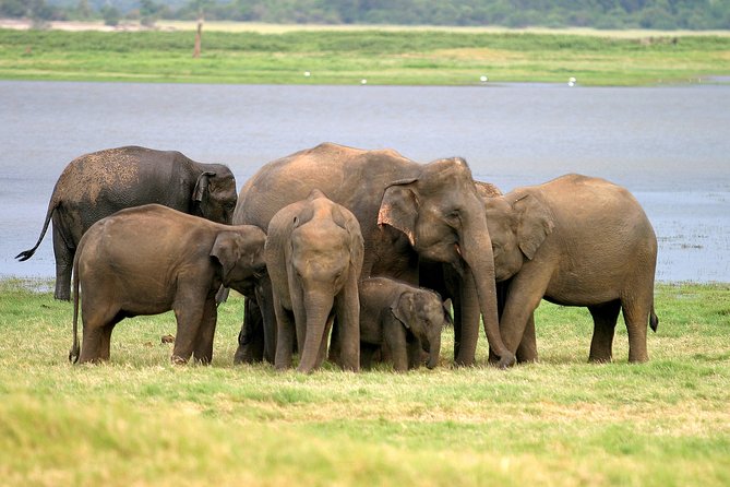 Private Jeep Safari at Minneriya National Park - Private Jeep Safari from Sigiriya: a focused elephant-watching window