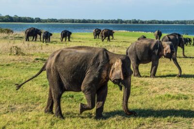 Private Jeep Safari at Minneriya National Park - What you actually watch: herds, feeding, drinking, and herd energy