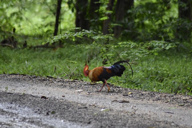Private Jeep Safari at Minneriya National Park - Half Day Tour - Key highlights to know before you go