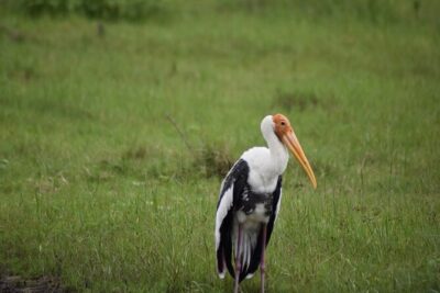Private Jeep Safari at Minneriya National Park - Half Day Tour - The Driver-Guide Role: Getting Better Viewpoints, Faster