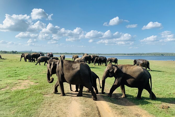 Private Jeep Safari at Minneriya National Park to Visit Elephants - Getting the Best Value: Price, Entrance Fees, and What’s Included
