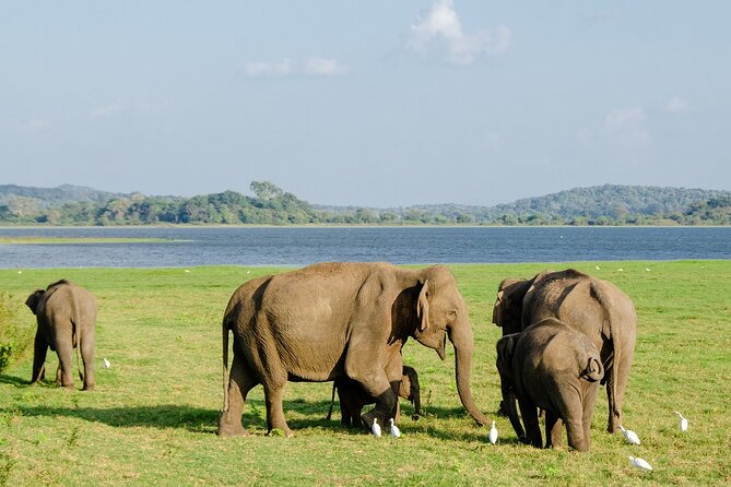 Private Jeep Safari at Minneriya National Park to Visit Elephants - Pickup, Duration, and Small-Group Comfort (So You Don’t Feel Rushed)