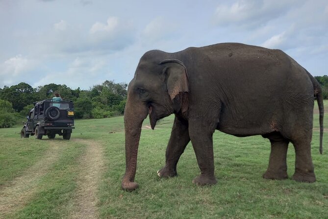 Private Jeep Safari at Minneriya National Park to Visit Elephants - Wildlife You Can Hope For Beyond the Elephants