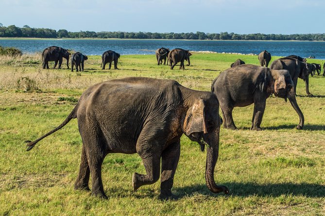 Private Jeep Safari at Minneriya National Park - What you actually watch: herds, feeding, drinking, and herd energy