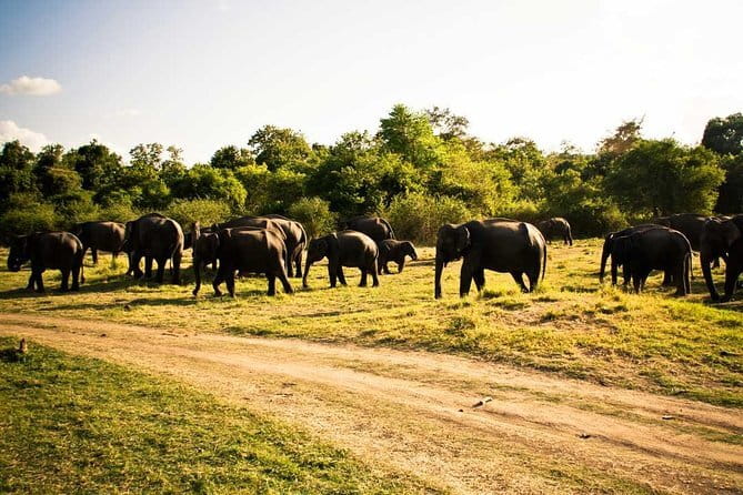 Private Jeep Safari To one of a Best National Park - Why this Sigiriya jeep safari feels more personal than group tours