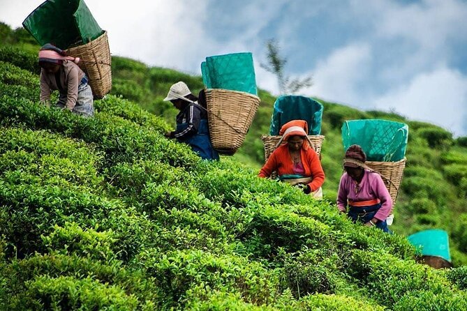 Private Tea Tour and Tea Factory - Hatton tea country: what makes this tour feel real