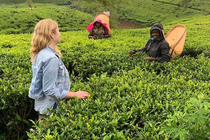 Private Tea Tour and Tea Factory - Meeting the pluckers and learning the technique