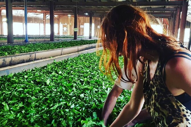 Private Tea Tour and Tea Factory - The pluckers village and temple stop: culture alongside work