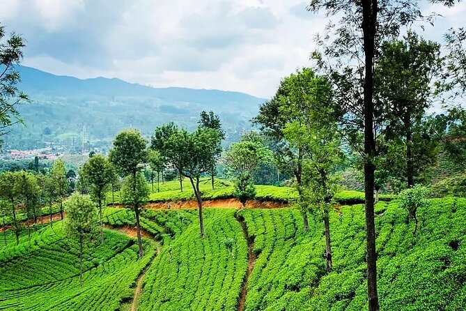 Private Tea Tour and Tea Factory - Inside the tea factory: withering, rolling, drying, shifting, testing, packing