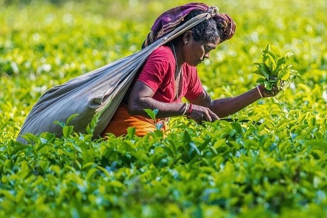 Private Tea Tour and Tea Factory - The fresh brewed tea moment: your reality check cup