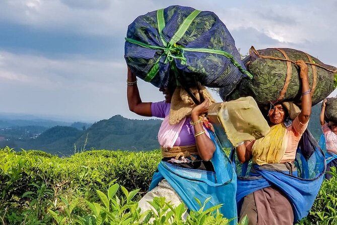 Private Tea Tour and Tea Factory - Price and logistics: $20, about 3 hours, and a 2:30 pm start