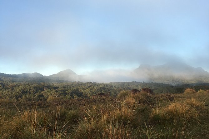 Private Tour in Horton Plains National Park & World's End Tour with Pick up - The 9 km hike: what “changing ecosystems” actually means