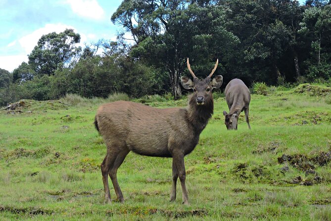 Private Tour in Horton Plains National Park ( World's End) with Pickup - Private Horton Plains tour from Nuwara Eliya: what the day actually feels like