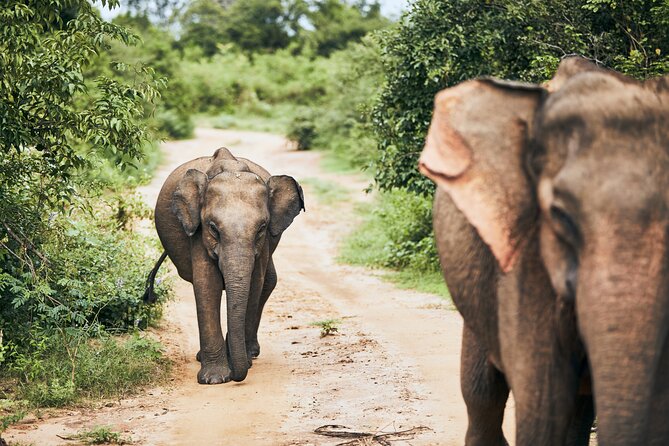 Private Tour: Yala National Park Safari - Why Yala National Park is a special kind of safari