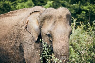 Private Tour: Yala National Park Safari - Private transfers, soft-top 4x4, and the spotting advantage