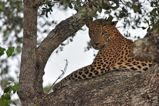 Private Tour : YALA National Park with Experienced Driver and Guide - What you’re likely to see: the Big 3 (plus the extras)