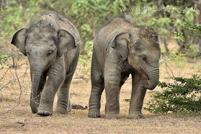 Private Tour : YALA National Park with Experienced Driver and Guide - Guides who actively spot animals: the role of Prasanna, Patty, and Pathum